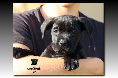 Les chiots de Cane Corso