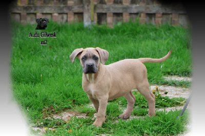 Les chiots de Cane Corso