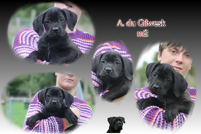 Les chiots de Cane Corso