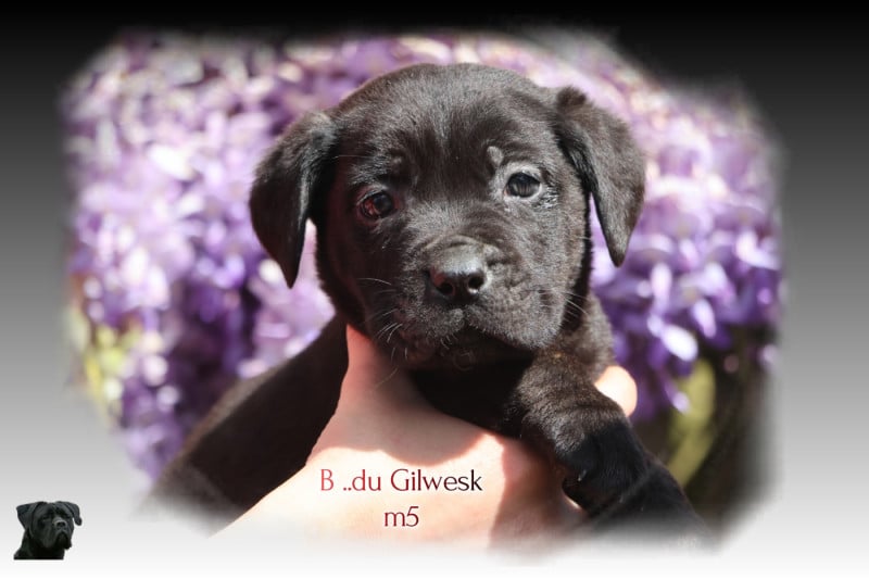 Cane Corso - du Gilwesk
