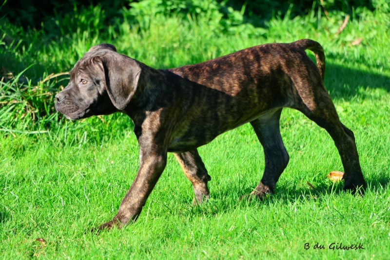 Cane Corso - du Gilwesk