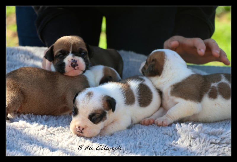 Bulldog continental - du Gilwesk