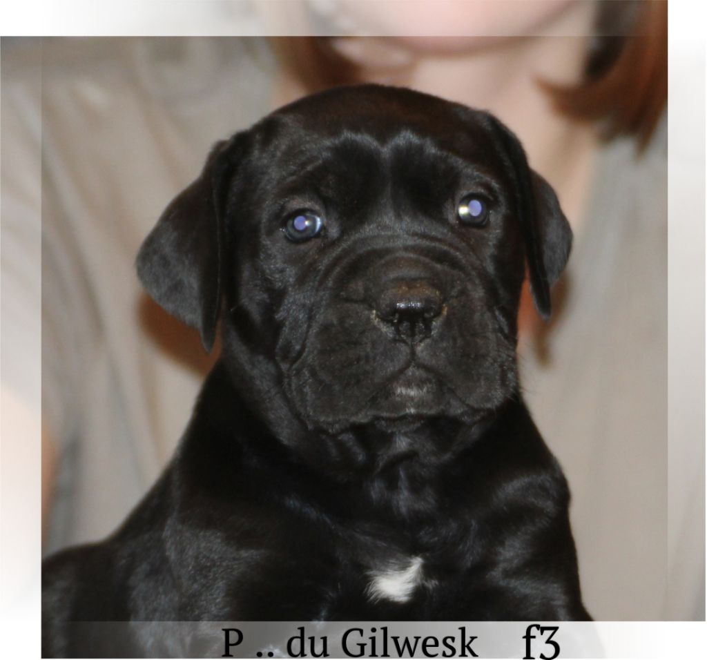 Accueil Cane Corso 61 Elevage Du Gilwesk