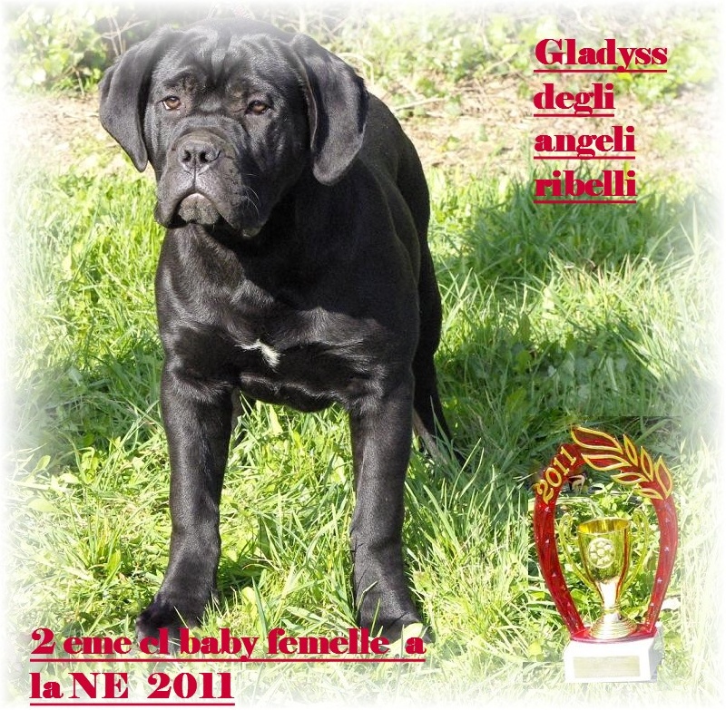 Gladyss degli angeli ribelli - 2 EME TRES PROMETTEUR cl BABY