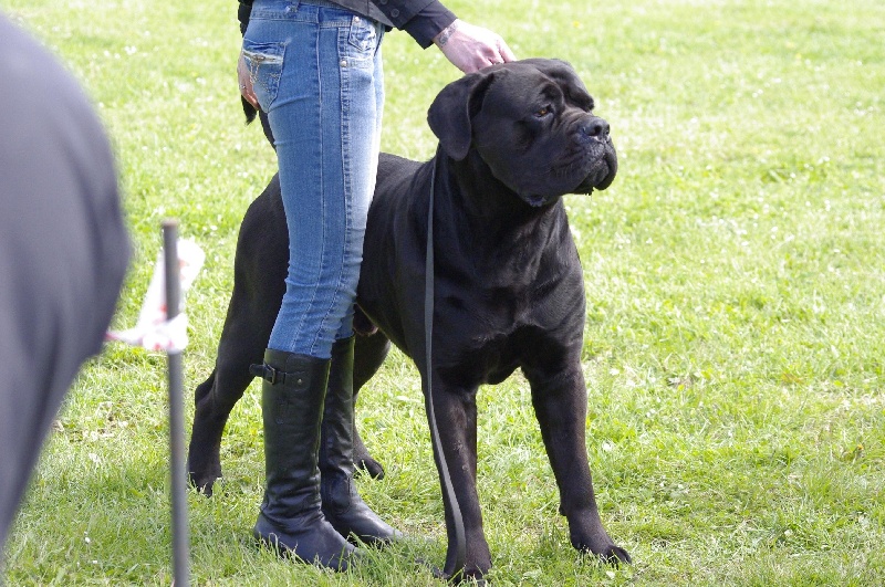 Fakir du Gilwesk - 1 ER EXCELLENT ,CACS ,MEILLEUR DE RACE , Confirmé