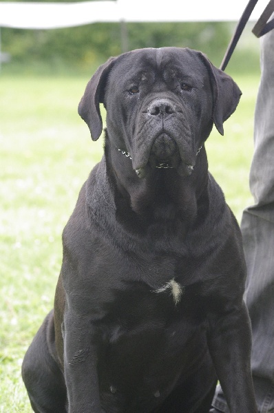 Gladyss degli angeli ribelli - 1 ERE EXCELLENT , CACS , CONFIRMEE cl ouverte femelle