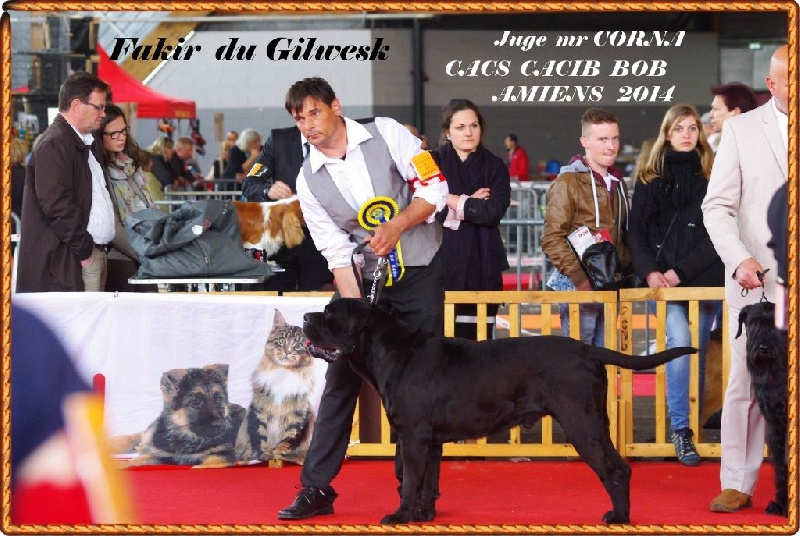 Fakir du Gilwesk - 1ER CACS CACIB MEILLEUR DE RACE