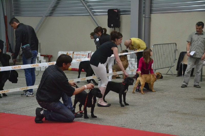 Fakir du Gilwesk - EXCELLENT cl ouverte male