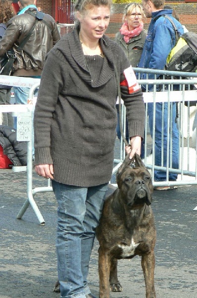 Fata du Gilwesk - 2 eme excellent RCACS RCACIB cl ouverte femelle