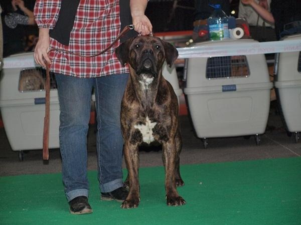 Fata du Gilwesk - 1 ERE EXCELLENT RCACS ,RCACIB cl inter femelle