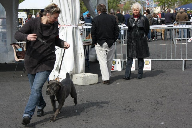 Hemy du Gilwesk - 1ERE Tres Prometteur MEILLEUR PUPPY