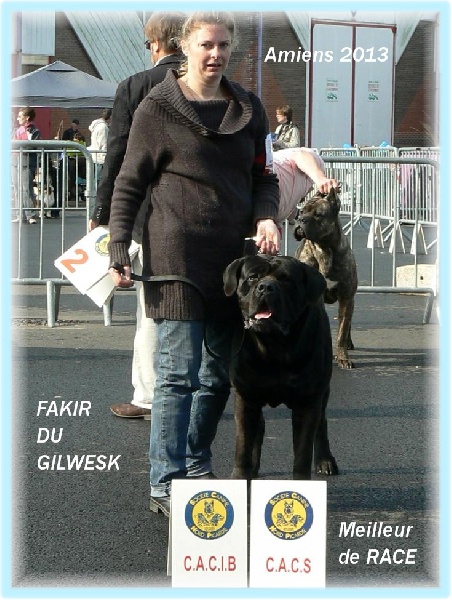 Fakir du Gilwesk - 1er EXC ,CACS ,CACIB MEILLEUR DE RACE