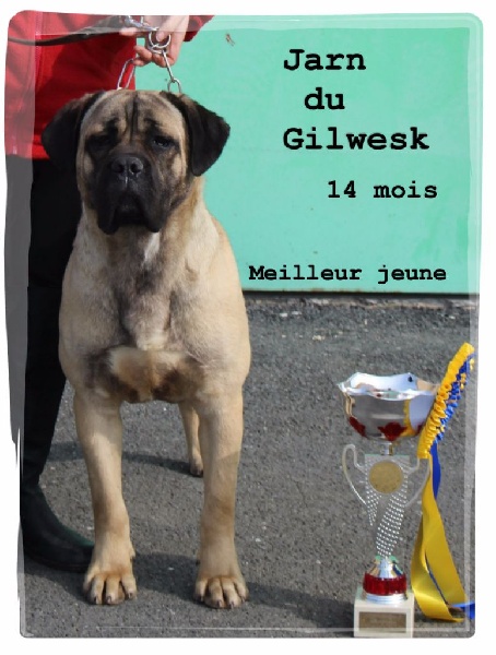 Jarn du Gilwesk - 1er excellent MEILLEUR JEUNE