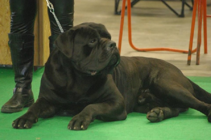 Fakir du Gilwesk - 1ER EXCELLENT CACS CACIB MEILLEUR DE RACE garde parmit les meilleurs du gr