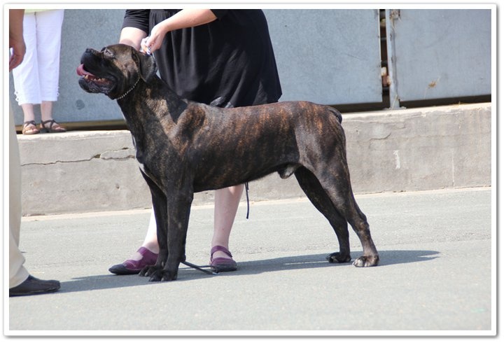 Djinn de la Dynastie des Sages - 1 ER, EXC ,CACS MEILLEUR DE RACE