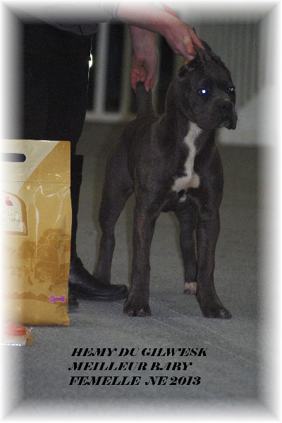 Hemy du Gilwesk - 1ere Tres prometteur MEILLEUR BABY femelle