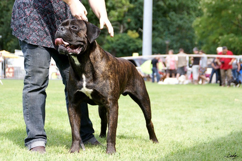 Djinn de la Dynastie des Sages - 1 ER EXC , RCACS ,cl ouverte male