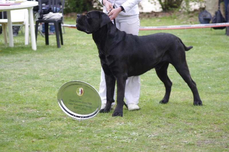 Fakir du Gilwesk - 1 ER EXCELLENT cl inter male ,Test de sociabilite réussi MENTION EXCELLENT