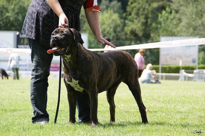 Fata du Gilwesk - 3 EME EXCELLENT CL JEUNE