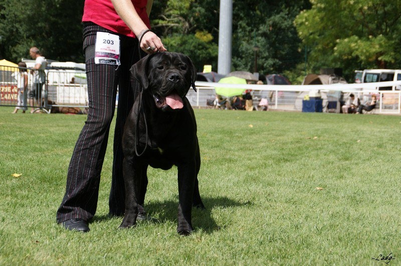 Gladyss degli angeli ribelli - TRES BON NC CL JEUNE FEMELLE