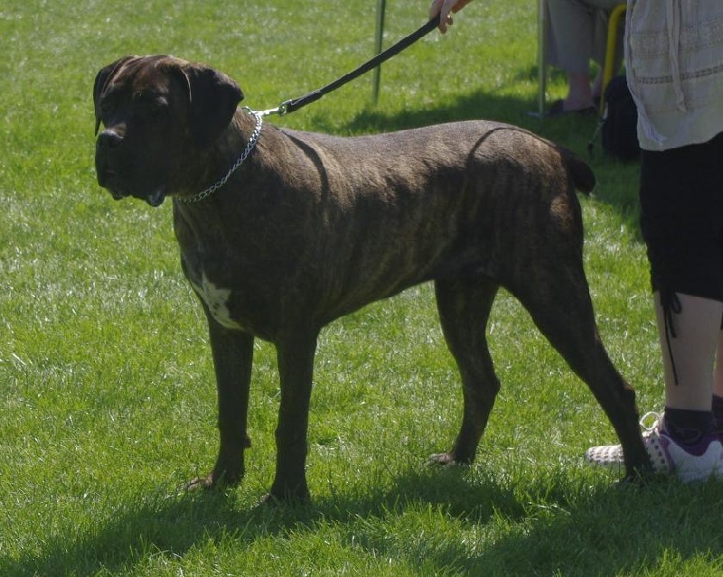 Fata du Gilwesk - 2 EME EXCELLENT CL JEUNE