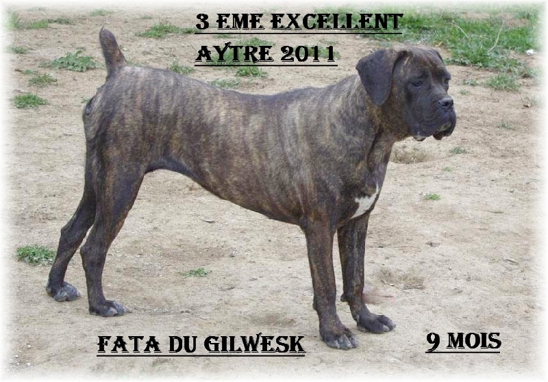 Fata du Gilwesk - 3 EME EXCELLENT CL JEUNE