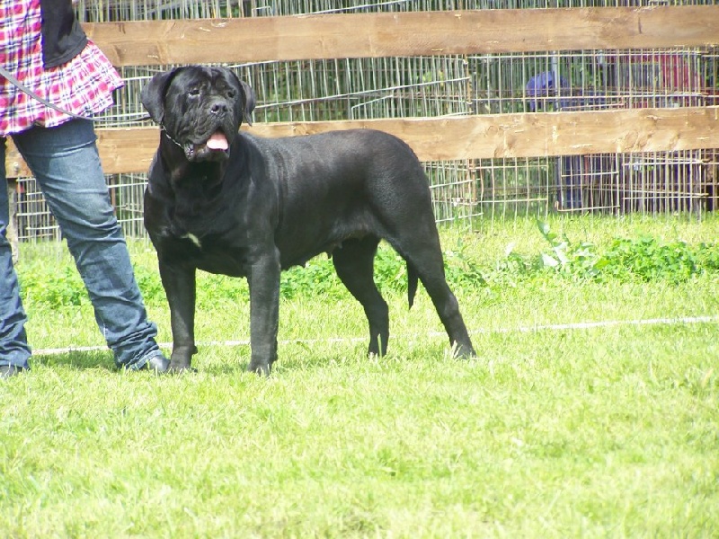 Gladyss degli angeli ribelli - 1 ERE EXCELLENT ,CACS cl ouverte femelle