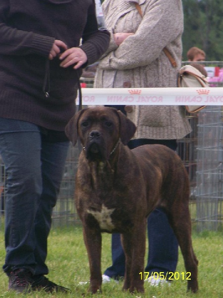 Fata du Gilwesk - 2 EME EXCELLENT cl inter femelle