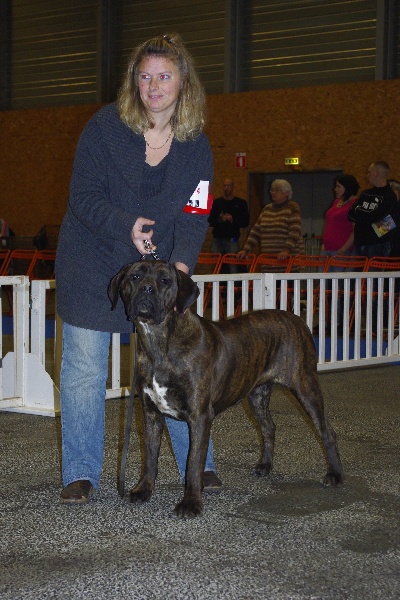 Fata du Gilwesk - 1 ERE EXCELLENT MEILLEUR JEUNE , confirmee