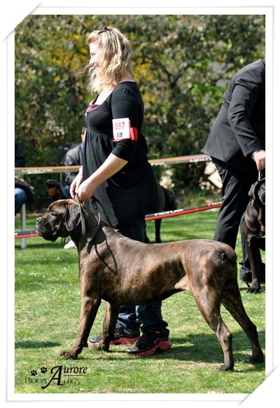 Fata du Gilwesk - TRES BON NC CL INTER FEMELLE