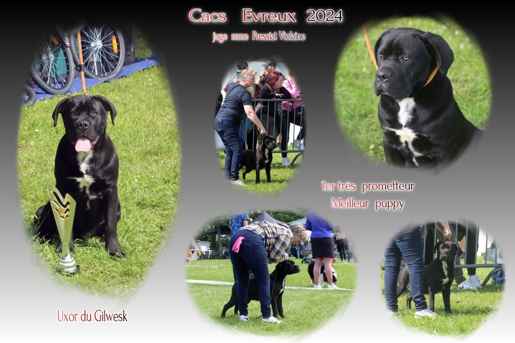 Alia (Sans Affixe) - 1er Tres prometteur Meilleur Puppy