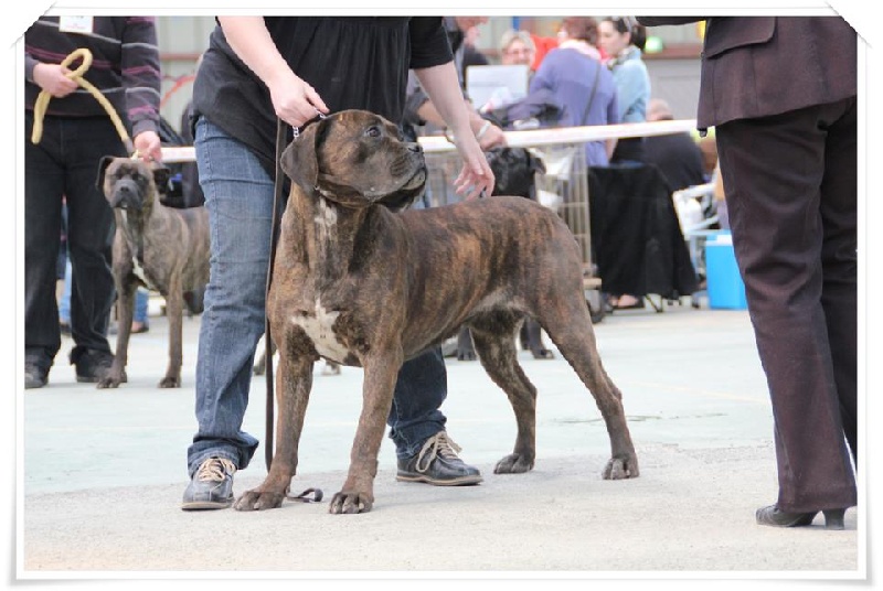 Fata du Gilwesk - 1 ERE EXCELLENT ,RCACS ,RCACIB cl inter femlle