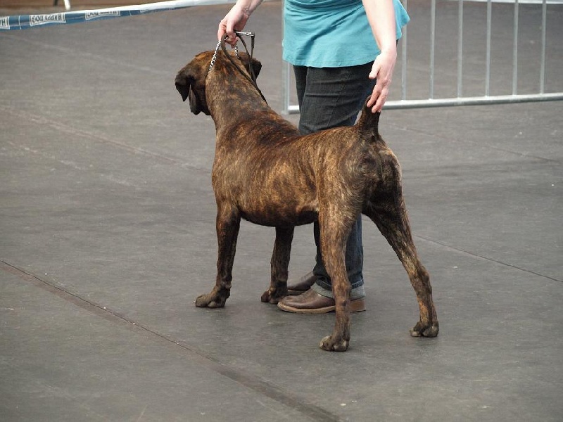 Fata du Gilwesk - 1 ERE TRES PROMETTEUR