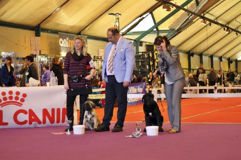 Jarn du Gilwesk - 1ER TRES PROMETTEUR BABY MALE