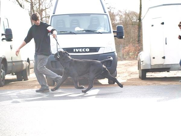 Fakir du Gilwesk - 1 ER EXCELLENT CL INTER MALE