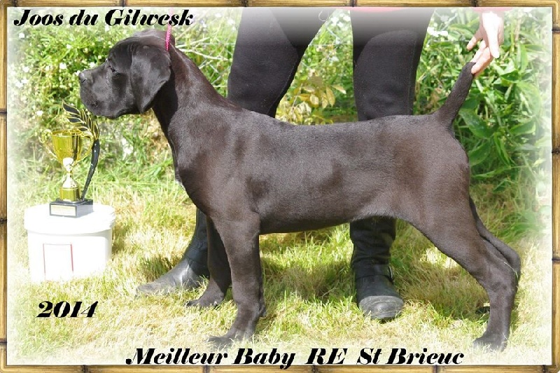 Joos du Gilwesk - 1er tres prometteur MEILLEUR BABY