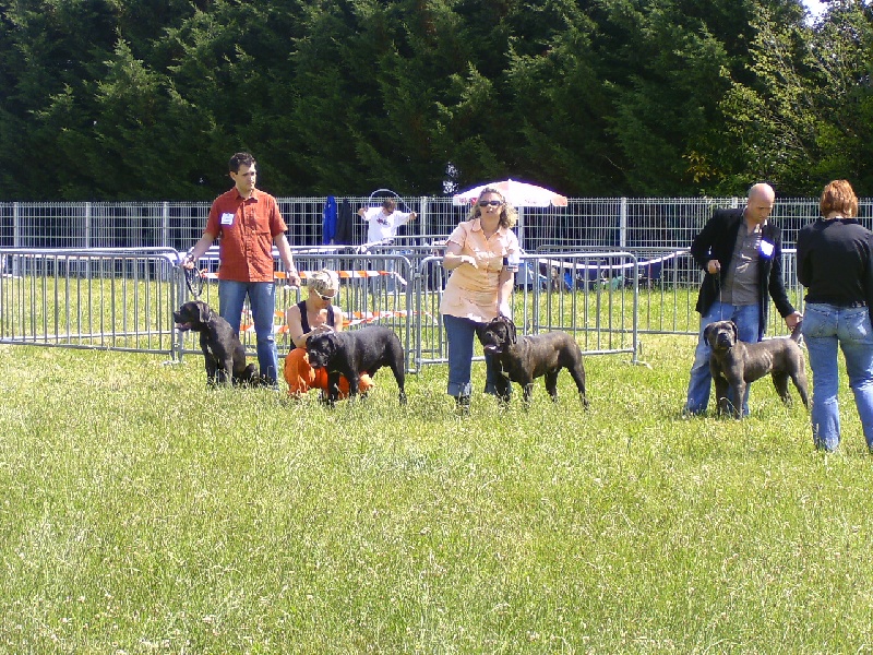 Djinn de la Dynastie des Sages - 2 eme CLASSE PUPPY