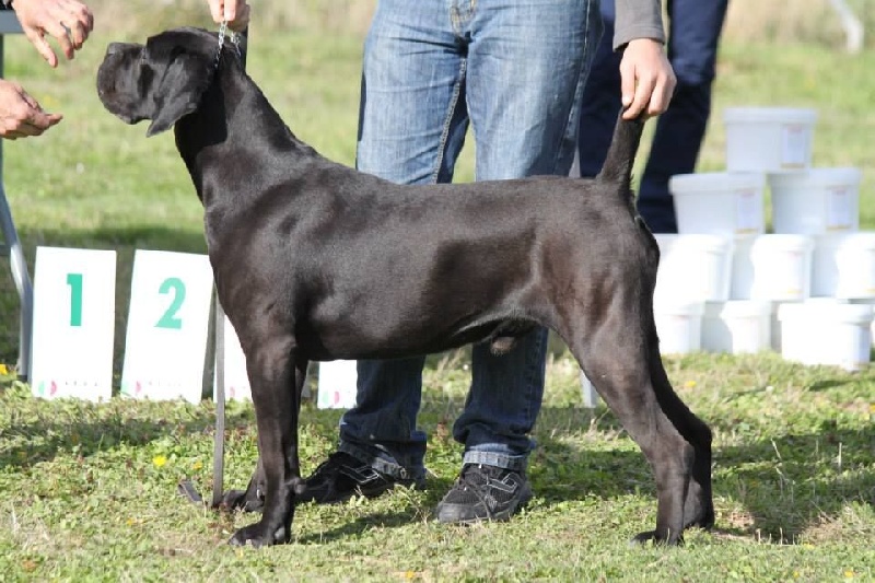 Joos du Gilwesk - BON CONFIRME