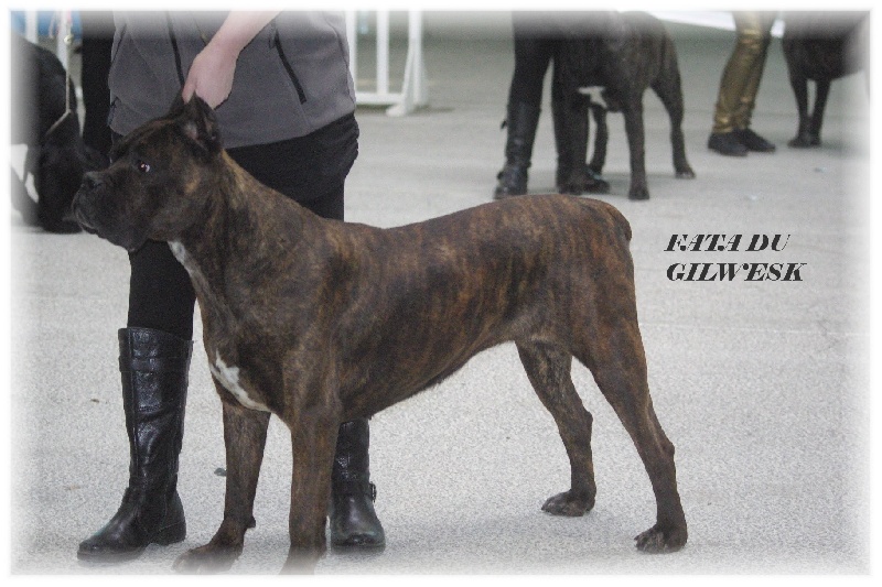 Fata du Gilwesk - 5 EME EXCELLENT cl ouverte femelle /29