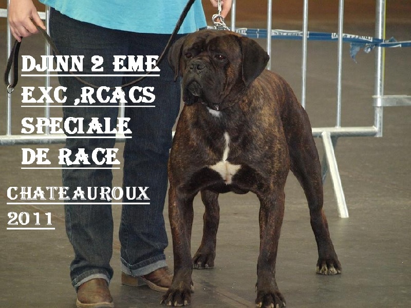 Djinn de la Dynastie des Sages - 2 EME EXCELLENT ,RCACS