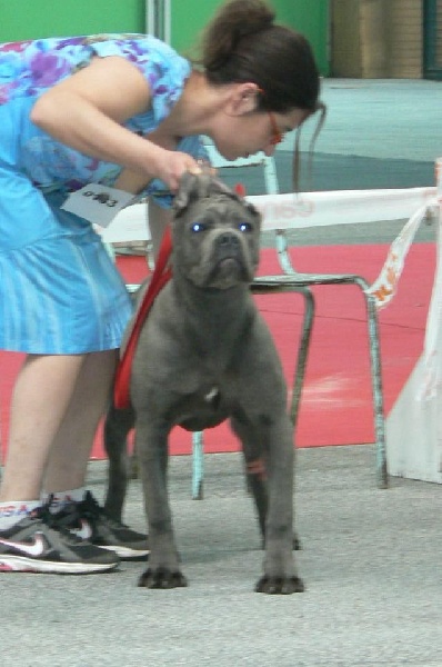 Iroma du Gilwesk - tres prometteur cl puppy femelle