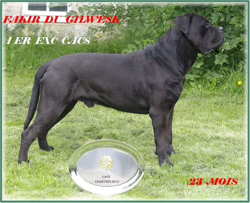 Fakir du Gilwesk - 1ER EXCELLENT , CACS , cl ouverte male
