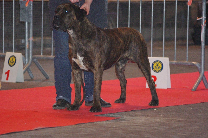 Fata du Gilwesk - 2 EME EXCELLENT CL INTER FEMELLE