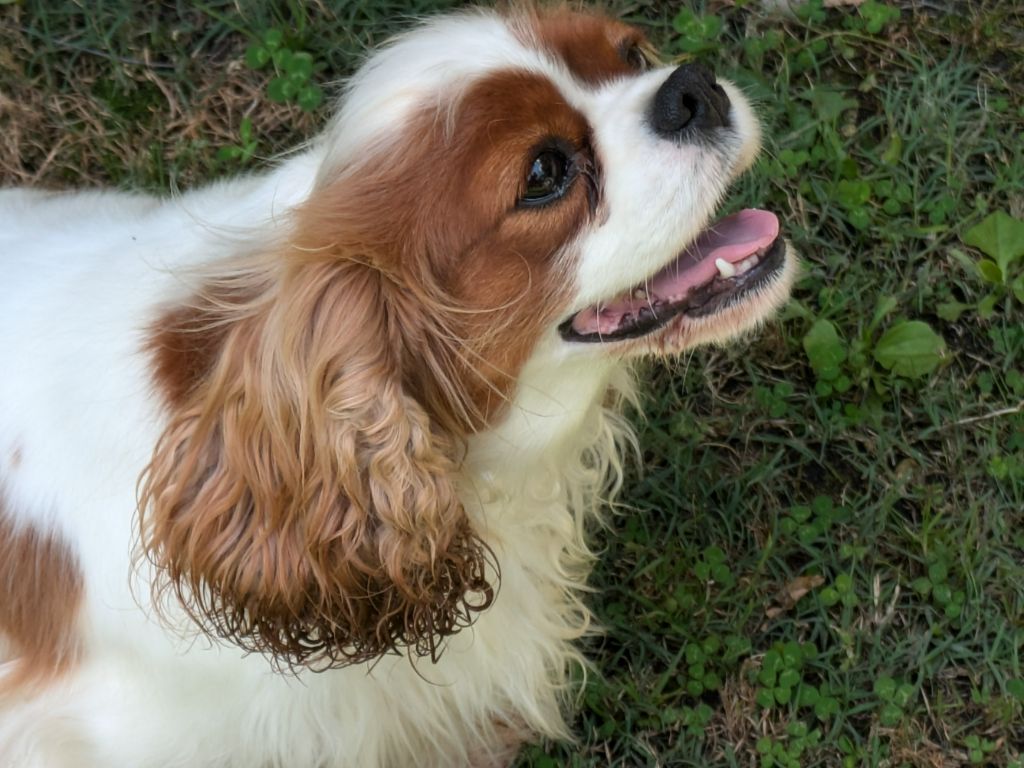 Publication : de la Lande du Médoc Auteur : RUTH