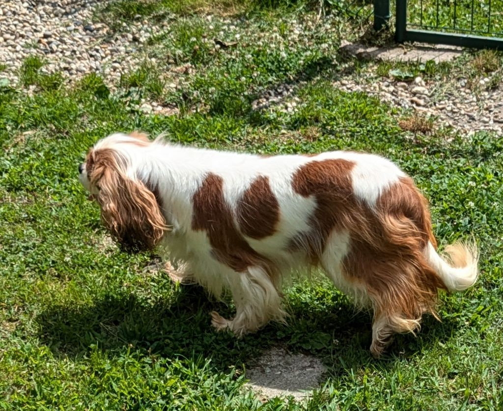 Publication : de la Lande du Médoc Auteur : RUTH