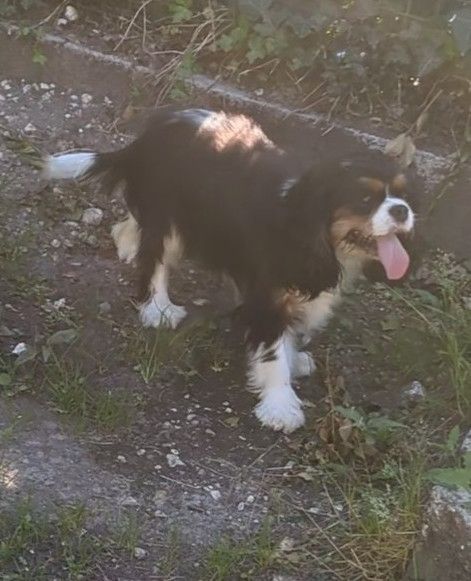 Publication : de la Lande du Médoc