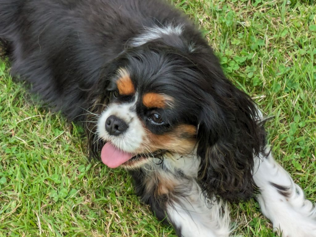 Publication : de la Lande du Médoc