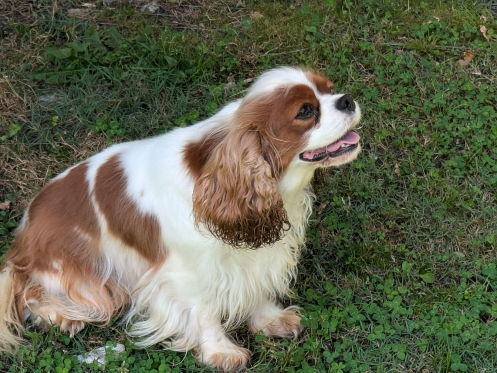 Publication : de la Lande du Médoc Auteur : RUTH