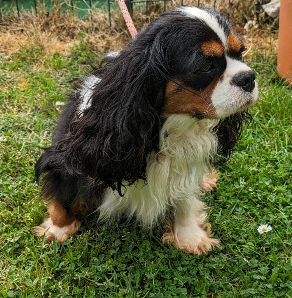 Publication : de la Lande du Médoc