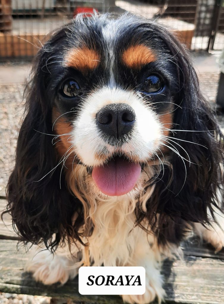 Publication : de la Lande du Médoc